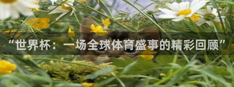 2026世界杯对阵图：“世界杯：一场全球体育盛事的精彩回顾”
